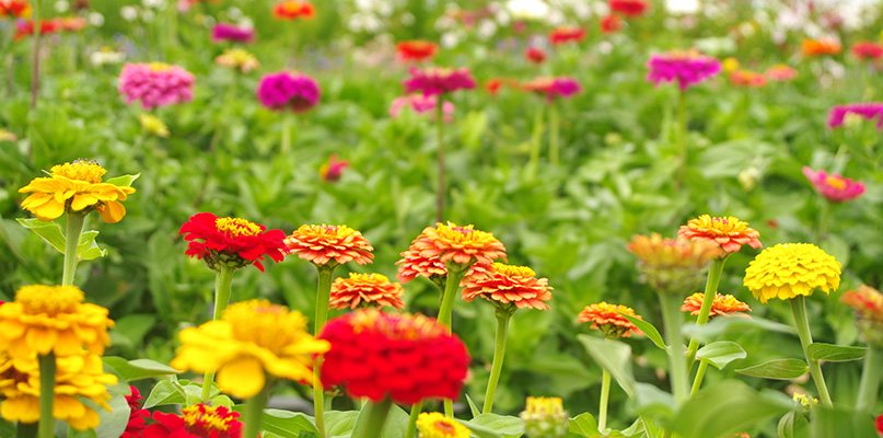 zinnias zinnias