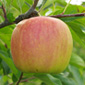 La ferme du Paradis Pinkgold (Leratess)