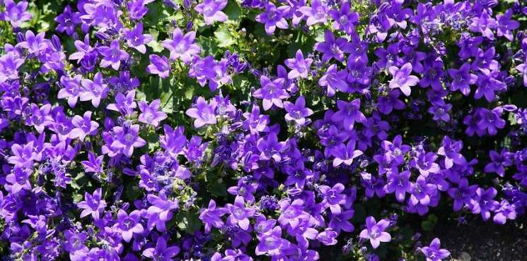 Campanules Campanules