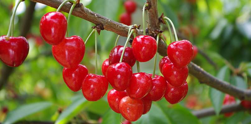 cerises cerises