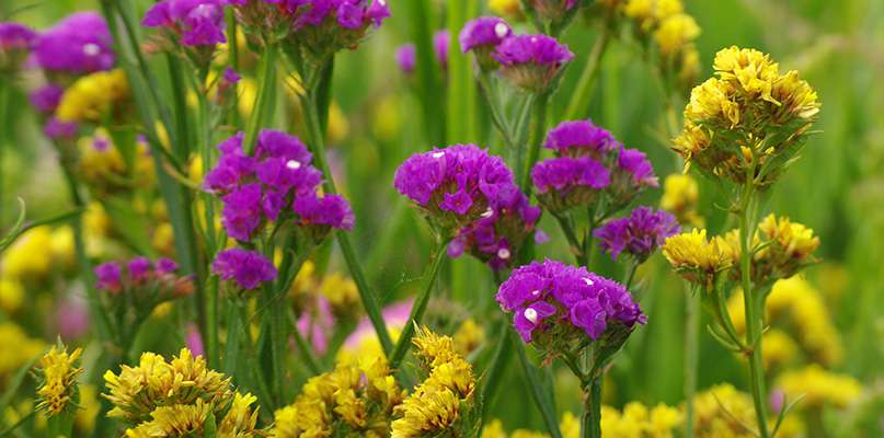 fleurs-a-secher-les-immortelles-et-les-statices fleurs-a-secher-les-immortelles-et-les-statices